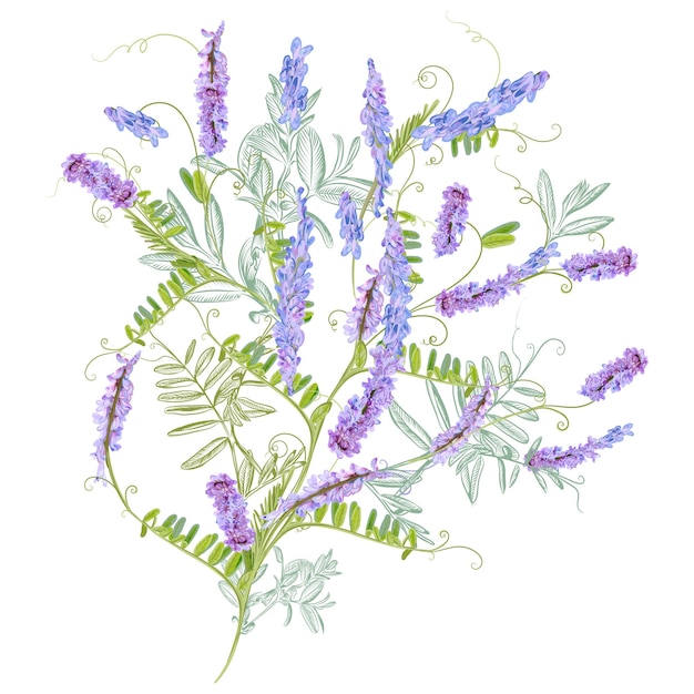 Vector floral illustratie met paarse bloesem muis erwten plant realistisch geïsoleerd op een witte achtergrond
