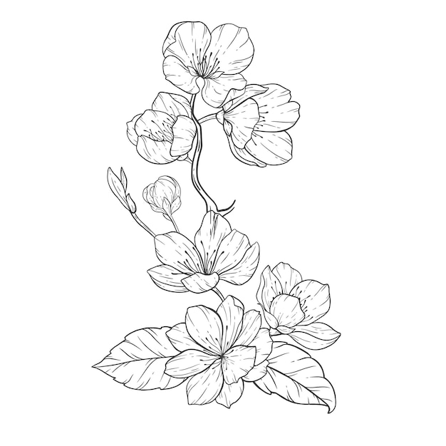 Floral Line Art Sakura Flower Outline Illustratie Botanische Line Art Tekening