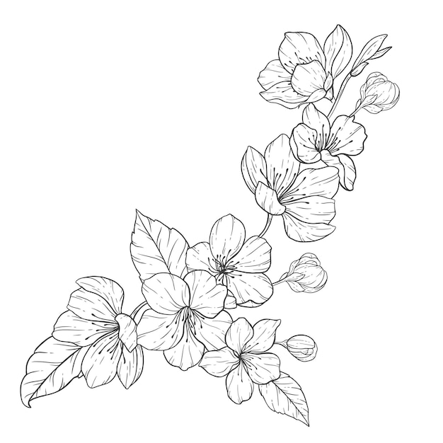 Floral Line Art, Sakura Flower Outline Illustratie Set, Sakura Tak Zwart en Wit