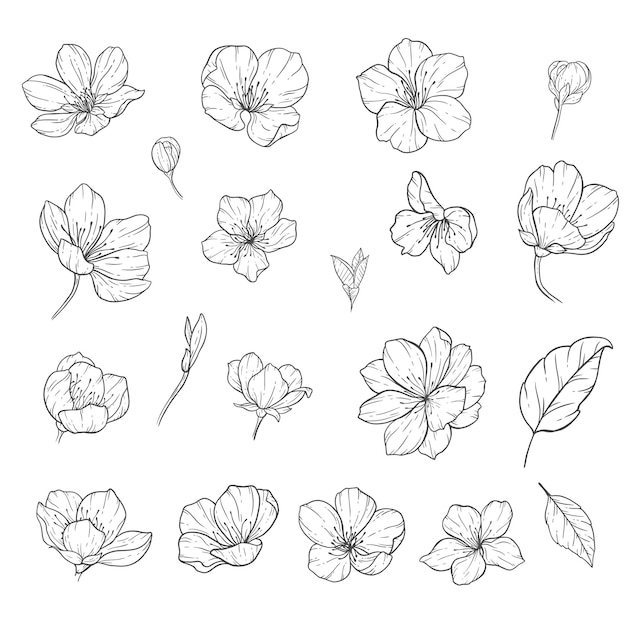 Floral Line Art, Sakura Flower Outline Illustratie Set, Sakura Tak Zwart en Wit