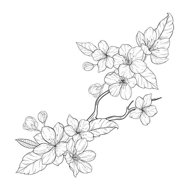 Цветочные линии, набор иллюстраций Sakura Flower Outline, Sakura Branch Black and White