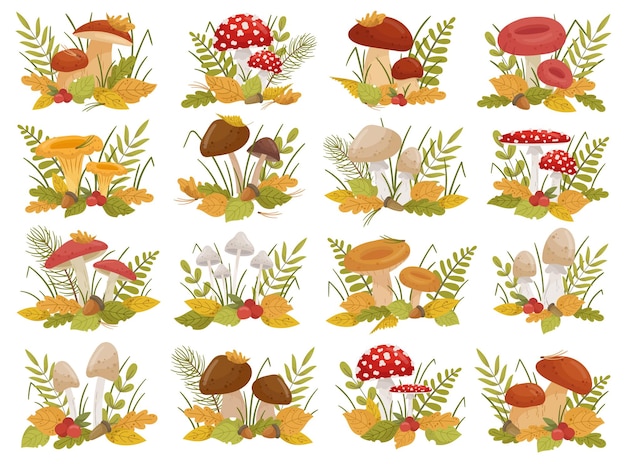 Floral Mushrooms Compositions