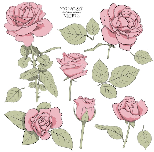 Floral set of delicate roses with leaves. Set for drawing up flower compositions for decoration, design of cards, textile, paper, prints, fabric, etc. Vector graphics.