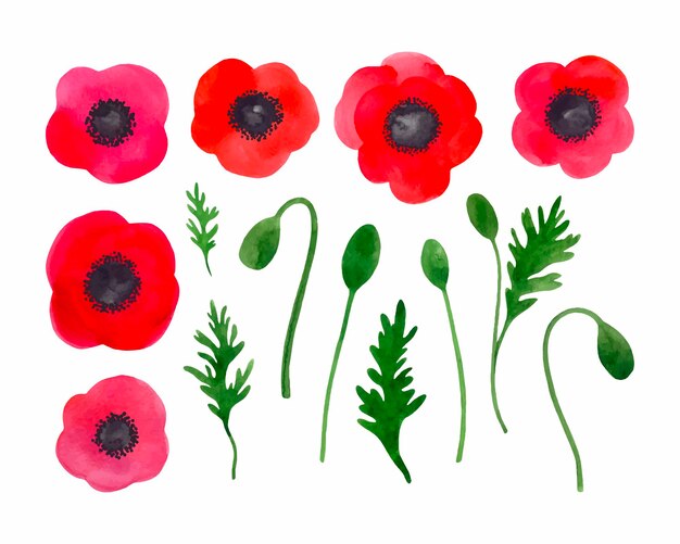 Vector floral set of vibrant red watercolor poppies