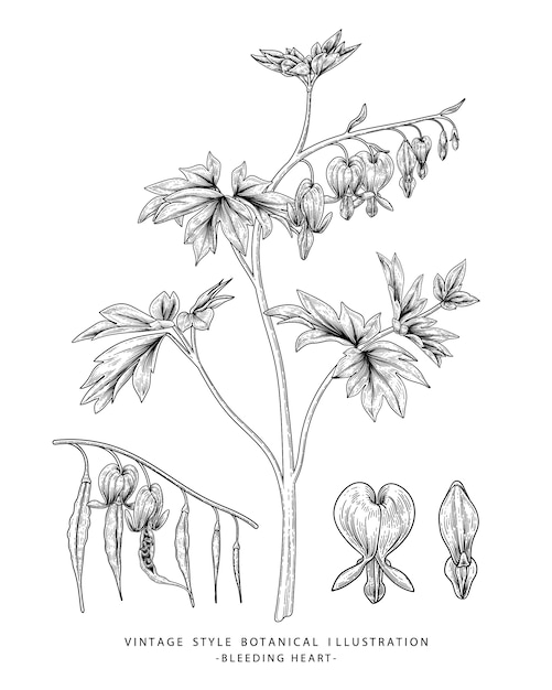 Floral sketch illustration