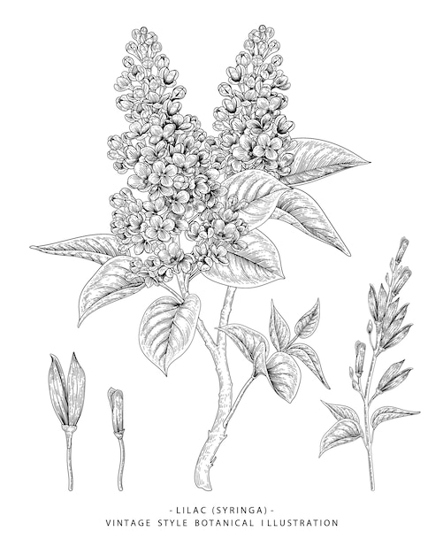 Floral sketch illustration