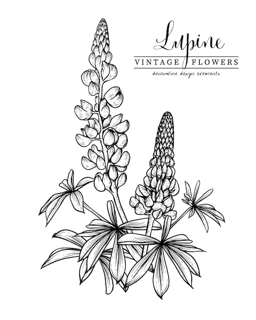 Floral sketch illustration