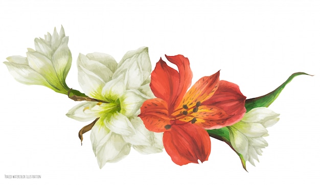 Vignetta floreale con hippeastrum bianco e fiori rossi alstroemeria