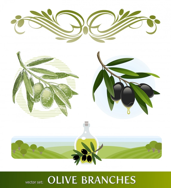 Flourishes olive branches. hand drawn olive branch.