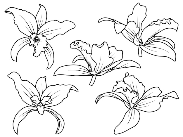 Flower arrangement with hand drawn line art