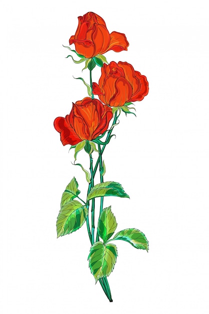 Vector flower arrangement with red rose flowers.