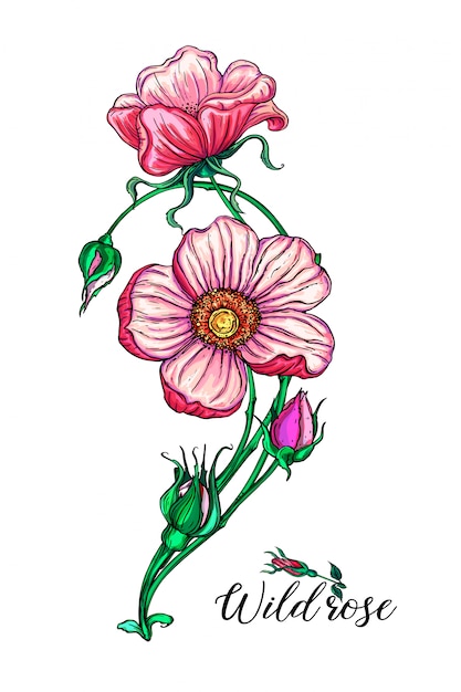バラの花とフラワーアレンジメント。野薔薇。ピンクの花。