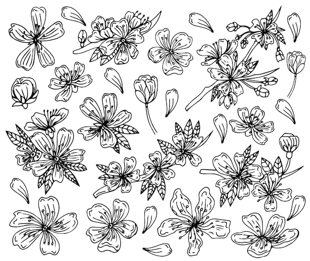 Flower art line. Sakura or Apple blossoms in vector isolated on white background.