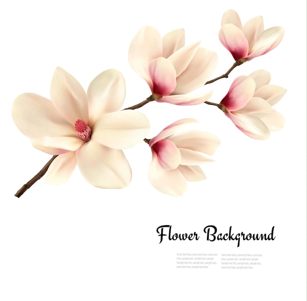 Flower background with blossom branch of white magnolia. 