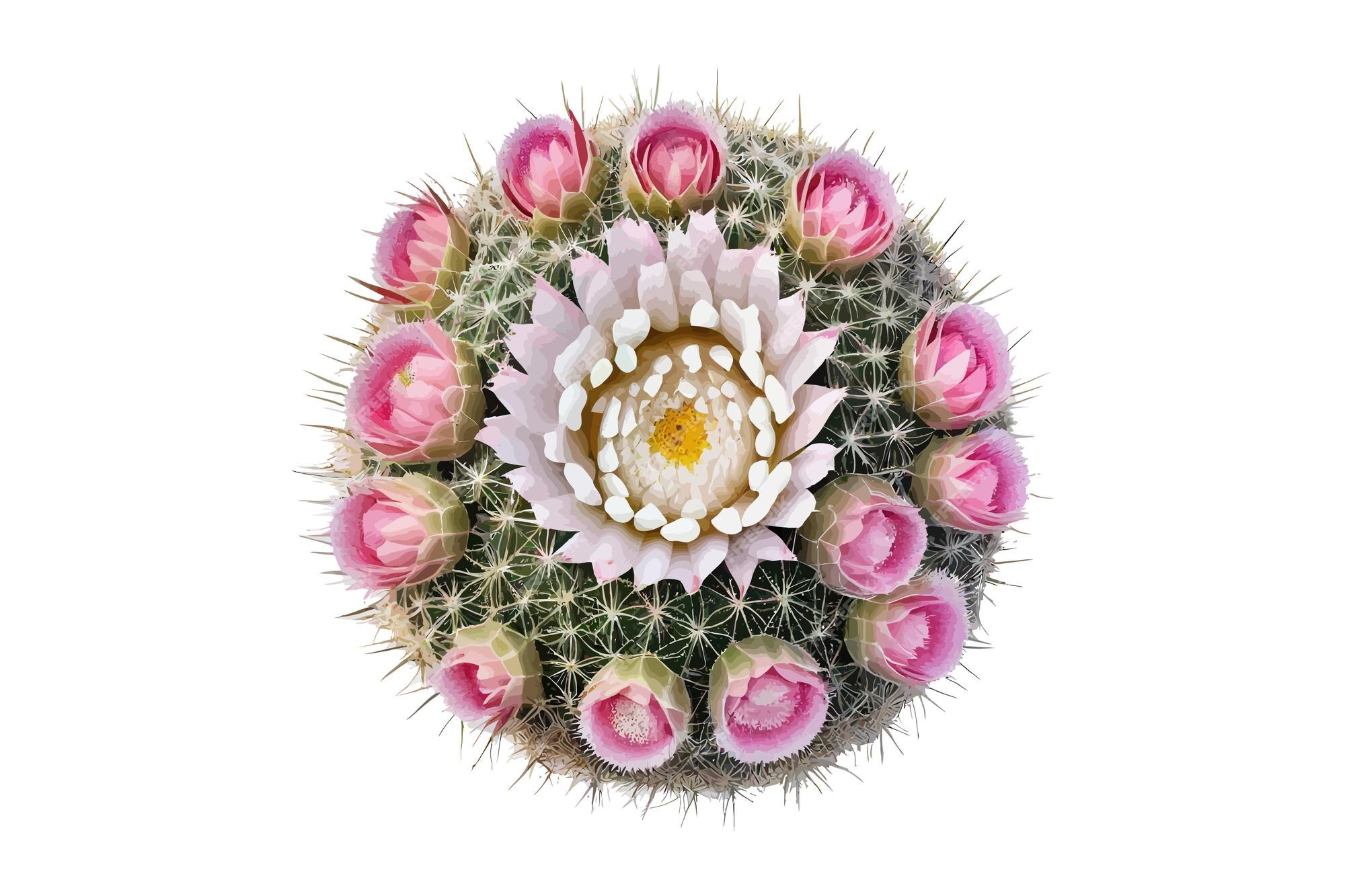 Round Cactus with Pink Flower Stock Vector - Illustration of