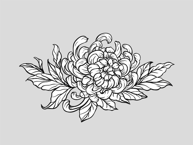 Vector flower chrysanthemum illustration detailed and editable