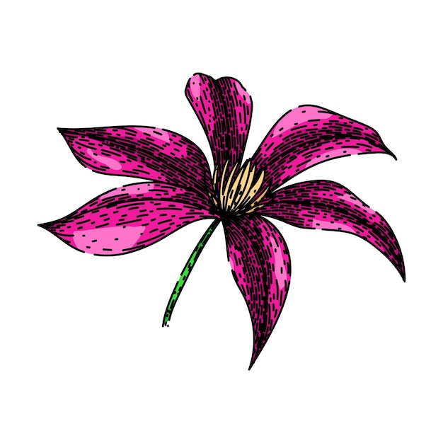 Vector flower clematis sketch hand drawn vector