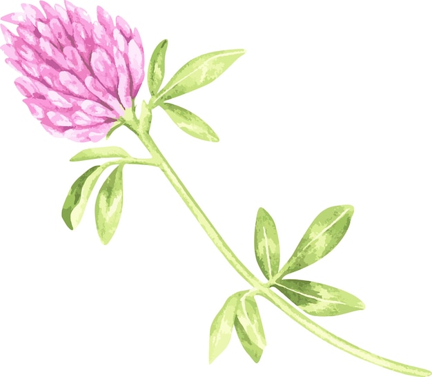 Fiore di trifoglio stpatrick's day acquerello illustrazione isolato su uno sfondo bianco