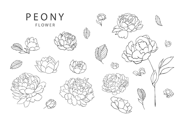 Flower collection with line peony elementVector illustration for iconstickerprintabletattoo