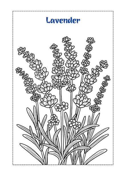 Vector flower coloring book