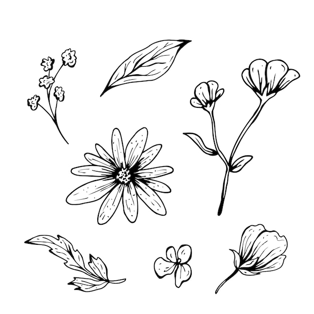 Vector flower doodle. hand drawn vector illustration. monochrome black and white ink sketch. line art. isolated on white background. coloring page.