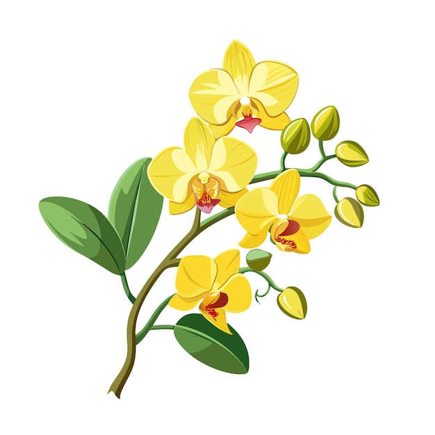 flower exotic yellow orchid branch