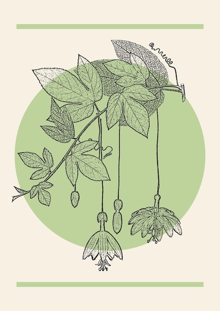 Flower fuschia branch sketch illustration poster Botanical art in engraving style
