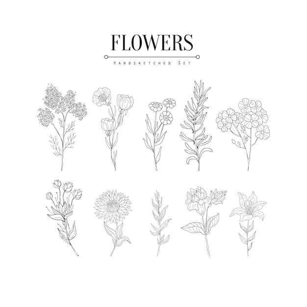 Flower Herbarium Hand Drawn Realistic Sketch