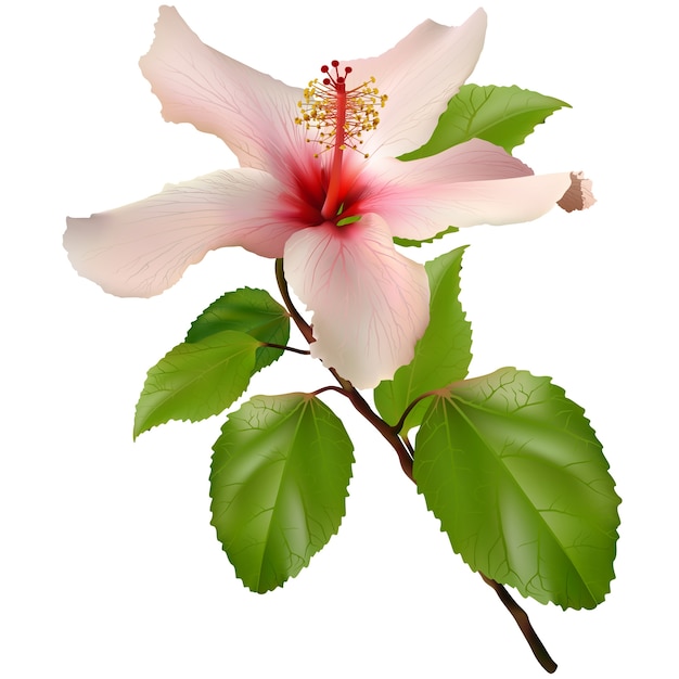 Vector flower hibiscus