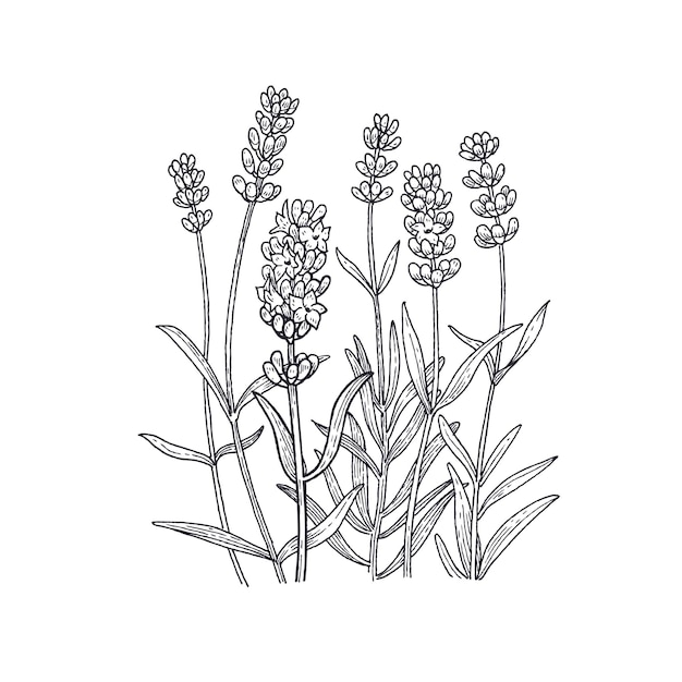 Flower lavender Black and white Vector illustration isolated on white background Vintage engraving