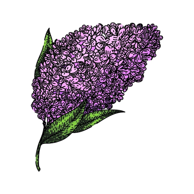 flower lilac sketch hand drawn vector