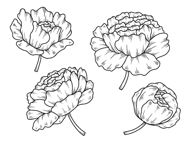 Flower line art arrangement