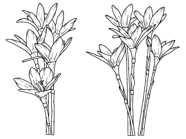 Vector flower line art arrangement