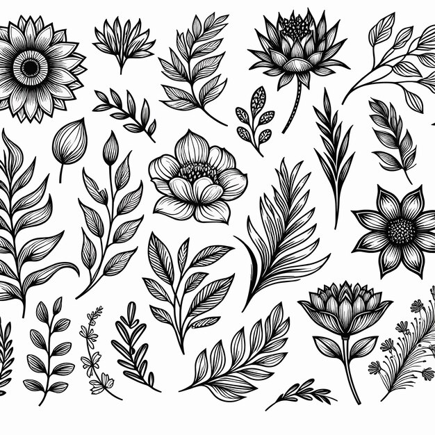 Vector flower line art floral elements illustration