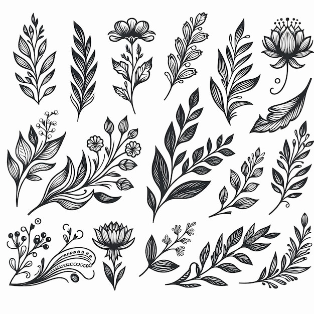 Vector flower line art floral elements illustration