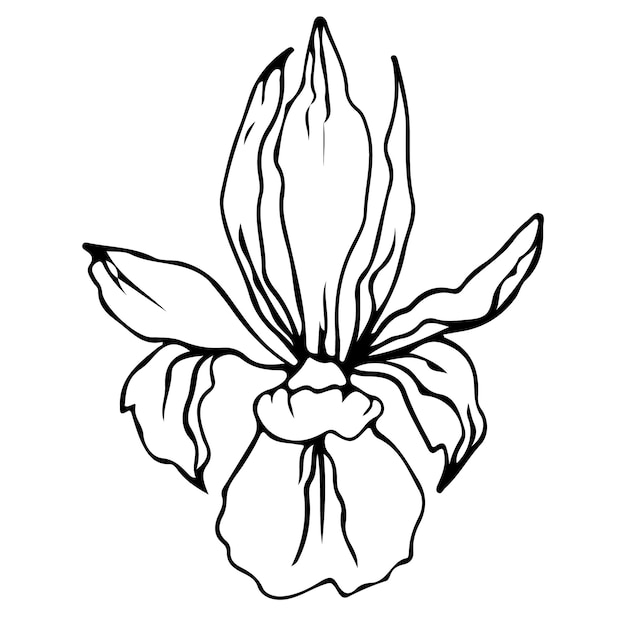 Fiore un disegno a tratteggio. stile minimalista floreale. simbolo della natura. stampa botanica. linea continua