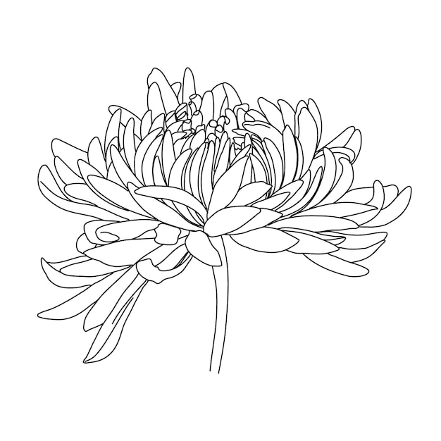 Vector flower one line drawing. floral minimalistic style. nature symbol. botanical print. continuous line