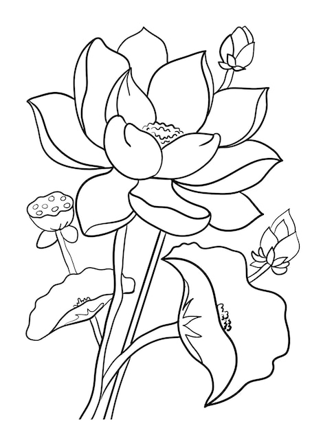 Flower outline for coloring book