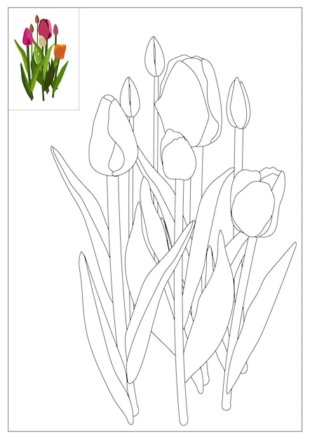 Vector flower outline coloring page