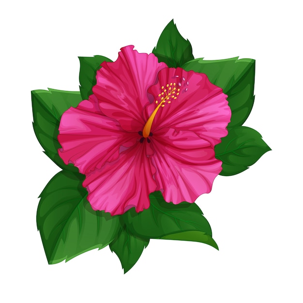 Vector flower of pink hibiscus with leaves.