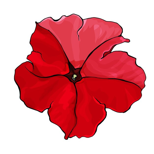 Illustrazione disegnata a mano della petunia rossa del fiore.