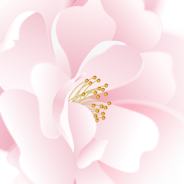 花は白い背景の上に上昇しました。