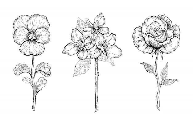 Set di fiori. pansé, fiore di ciliegio, rosa. grafico floreale, illustrazione della pianta di schizzo. line art vintage in bianco e nero. fiori disegnati a mano in primavera o in estate.