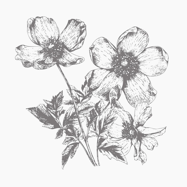 Vector flower sketch hand drawn sketch