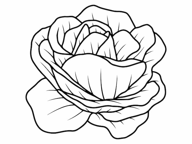 flower sketch line art