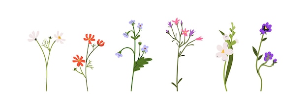 Vector flower stems set spring blooms field and meadow plants gentle floral botanical elements delicate forgetmenots freesia pansy flat graphic vector illustrations isolated on white background