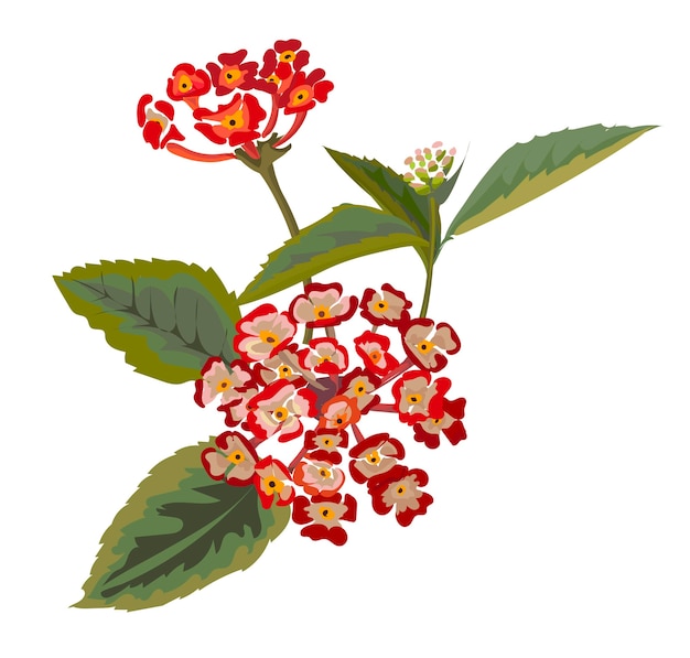 Vettore illustrazione vettoriale di fiore con lantana armata