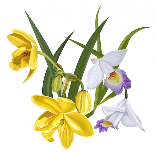 Flower vector illustration with yellow and white Orchid