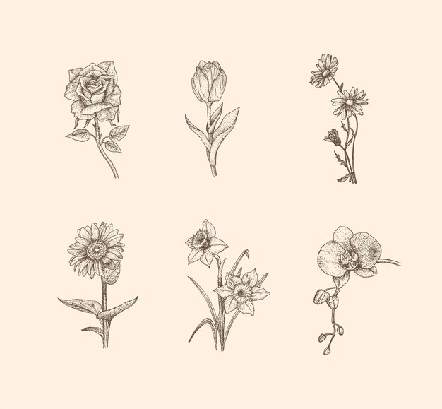 Vector flower vintage illustration with hand drawn style