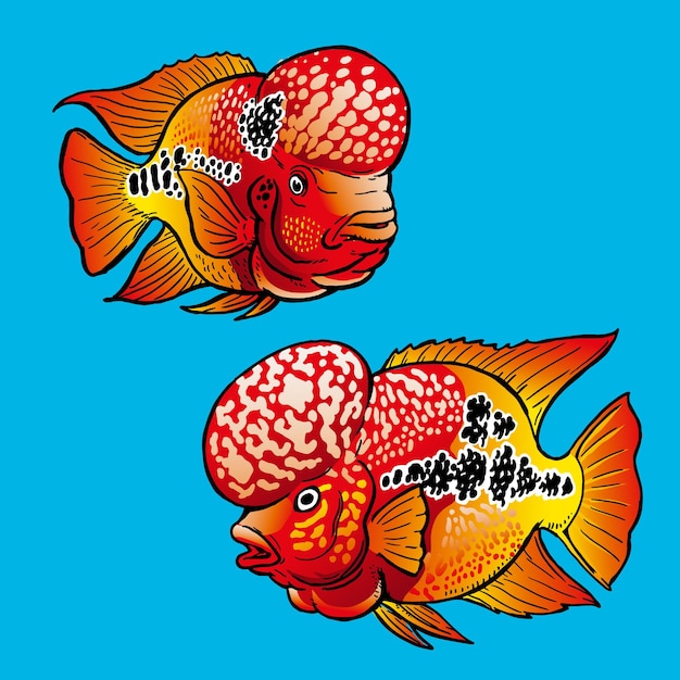 Flowerhorn fish or Lao Han fish